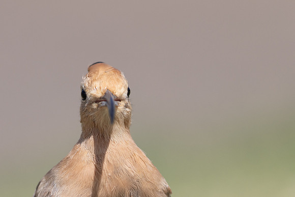Hoopoe, Jandia Golf Course, Fuertventura, August 2025
