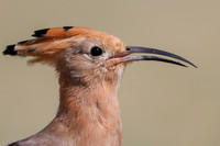 Hoopoe, Jandia Golf Course, Fuertventura, August 2025