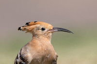 Hoopoe, Jandia Golf Course, Fuertventura, August 2025