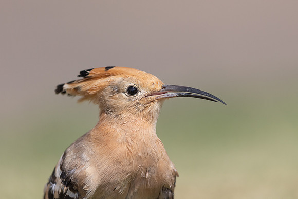 Hoopoe, Jandia Golf Course, Fuertventura, August 2025