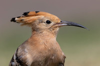 Hoopoe, Jandia Golf Course, Fuertventura, August 2025