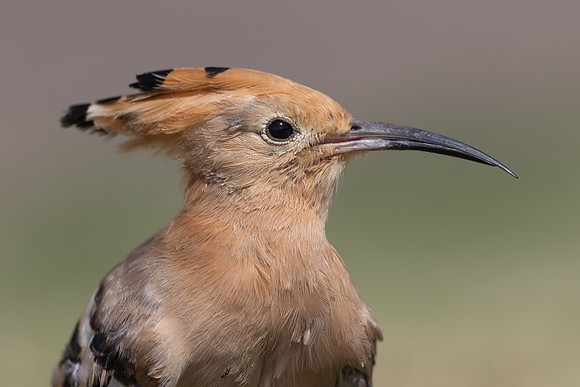 Hoopoe, Jandia Golf Course, Fuertventura, August 2025