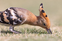 Hoopoe, Jandia Golf Course, Fuertventura, August 2025