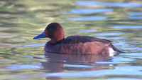 Ferruginous Duck, Slimbridge, January  2015