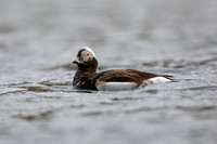 Long-tailed Duck, Raufarhofn, Iceland, June 2022.