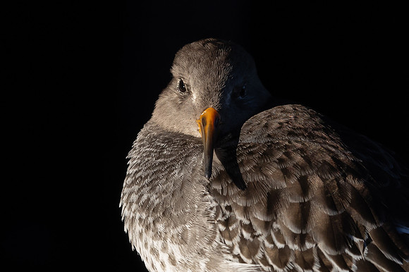 Purple Sandpiper, Portishead, January 2022