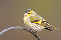 Siskin, Loch Morlich, Scotland, February, 2024