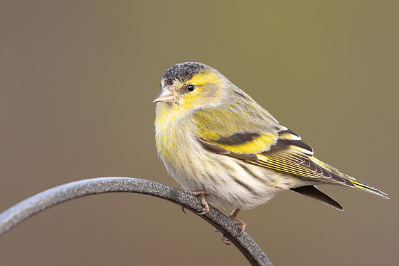 Siskin, Loch Morlich, Scotland, February, 2024