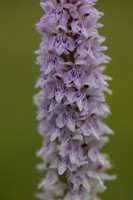 Common Spotted-orchid Orchid, Rudge Hill, June 2024