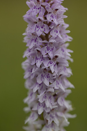 Common Spotted-orchid Orchid, Rudge Hill, June 2024