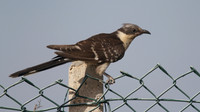 Great Spotted Cuckoo