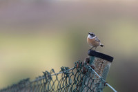 Fuertventura Stonechat, Jandia Golf Course, Fuertventura, August 2025