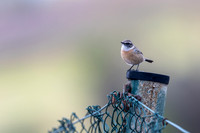 Fuertventura Stonechat, Jandia Golf Course, Fuertventura, August 2025