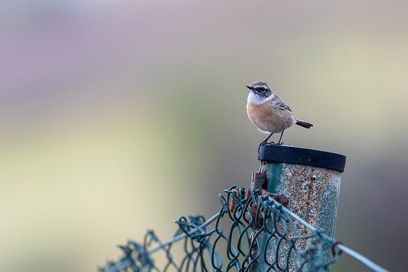 Fuertventura Stonechat, Jandia Golf Course, Fuertventura, August 2025