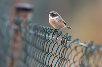 Fuertventura Stonechat, Jandia Golf Course, Fuertventura, August 2025