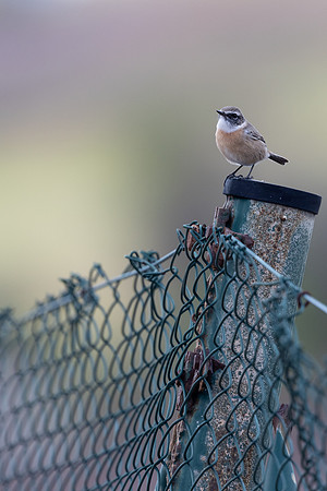 Fuertventura Stonechat, Jandia Golf Course, Fuertventura, August 2025