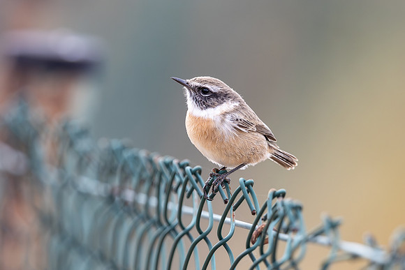 Fuertventura Stonechat, Jandia Golf Course, Fuertventura, August 2025