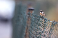 Fuertventura Stonechat, Jandia Golf Course, Fuertventura, August 2025