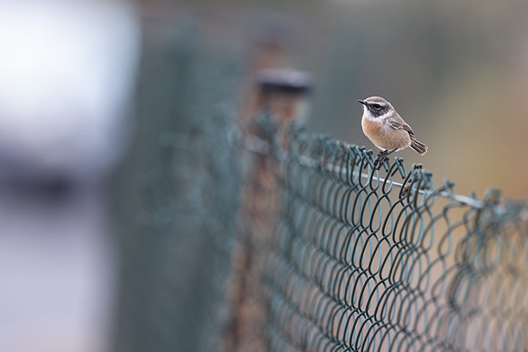 Fuertventura Stonechat, Jandia Golf Course, Fuertventura, August 2025
