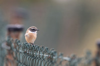 Fuertventura Stonechat, Jandia Golf Course, Fuertventura, August 2025