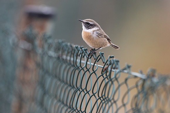 Fuertventura Stonechat, Jandia Golf Course, Fuertventura, August 2025