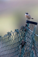 Fuertventura Stonechat, Jandia Golf Course, Fuertventura, August 2025
