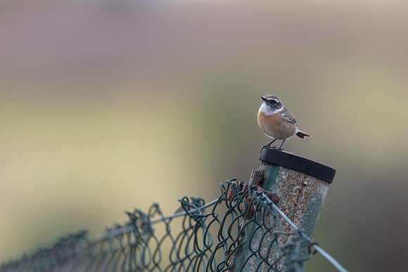 Fuertventura Stonechat, Jandia Golf Course, Fuertventura, August 2025