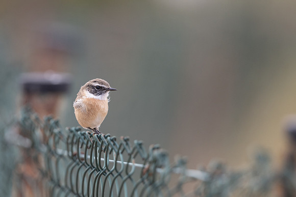 Fuertventura Stonechat, Jandia Golf Course, Fuertventura, August 2025