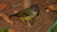 Pale-yellow Robin