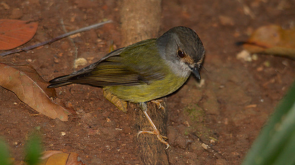 Pale-yellow Robin, Cairns 2013