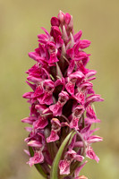 Early Marsh-orchid, Kenfig, June 2024