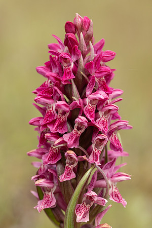 Early Marsh-orchid, Kenfig, June 2024