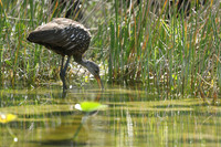 Limpkin, Florida, February 2020