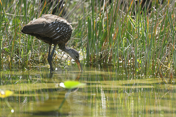 Limpkin, Florida, February 2020