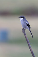 Southern Grey Shrike, Jandia Golf Course, Fuertventura, August 2025