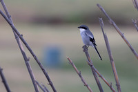 Southern Grey Shrike, Jandia Golf Course, Fuertventura, August 2025