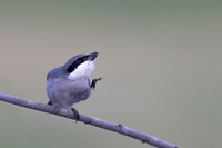 Southern Grey Shrike, Jandia Golf Course, Fuertventura, August 2025
