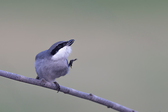 Southern Grey Shrike, Jandia Golf Course, Fuertventura, August 2025