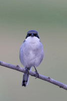 Southern Grey Shrike, Jandia Golf Course, Fuertventura, August 2025