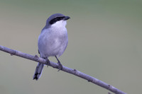 Southern Grey Shrike, Jandia Golf Course, Fuertventura, August 2025