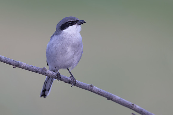 Southern Grey Shrike, Jandia Golf Course, Fuertventura, August 2025