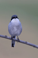 Southern Grey Shrike, Jandia Golf Course, Fuertventura, August 2025