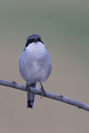 Southern Grey Shrike, Jandia Golf Course, Fuertventura, August 2025