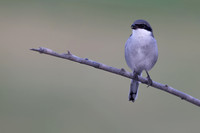 Southern Grey Shrike, Jandia Golf Course, Fuertventura, August 2025