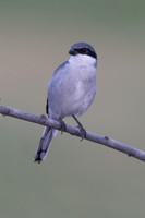 Southern Grey Shrike, Jandia Golf Course, Fuertventura, August 2025