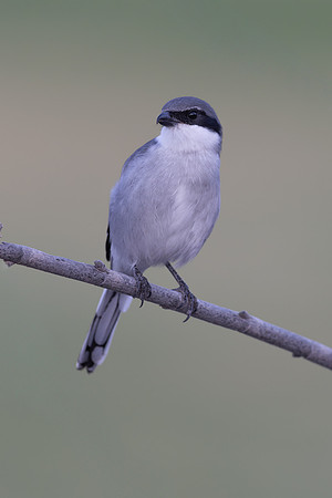 Southern Grey Shrike, Jandia Golf Course, Fuertventura, August 2025