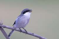 Southern Grey Shrike, Jandia Golf Course, Fuertventura, August 2025