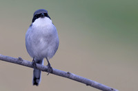 Southern Grey Shrike, Jandia Golf Course, Fuertventura, August 2025