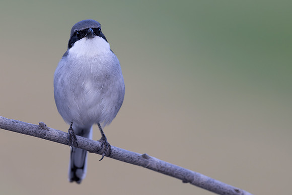 Southern Grey Shrike, Jandia Golf Course, Fuertventura, August 2025