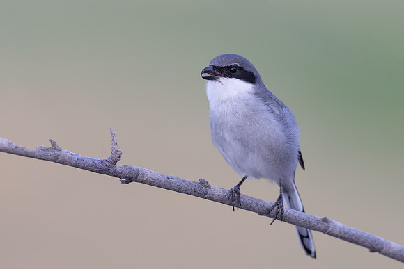Southern Grey Shrike, Jandia Golf Course, Fuertventura, August 2025